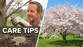 Cherry Blossom Trees for Beginners | Fertilizing, Pruning, and More