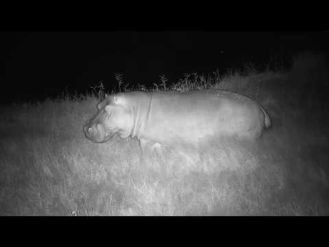 Djuma: Hippo returning to the dam - 21:50 - 06/04/20