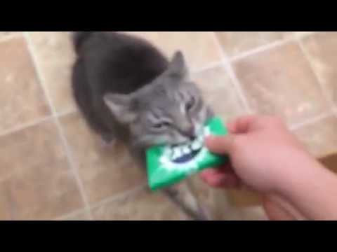 How To Freshen Your Cat's Breath