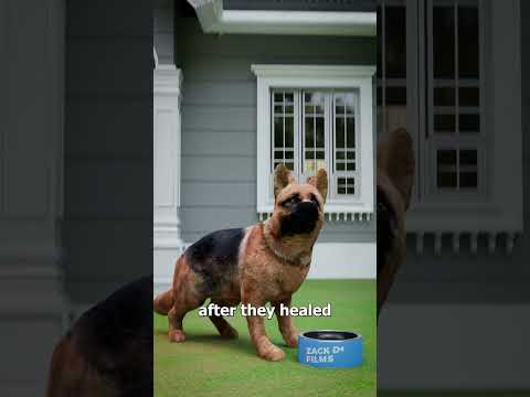 Why You Shouldn't Debark Your Dog 😰