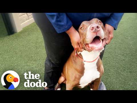 These Two Dumped Dogs Refused To Face The Shelter Alone | The Dodo