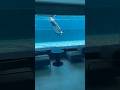 Finally Something Useful Fyp Beach Ocean Gadget Snorkeling Diving
