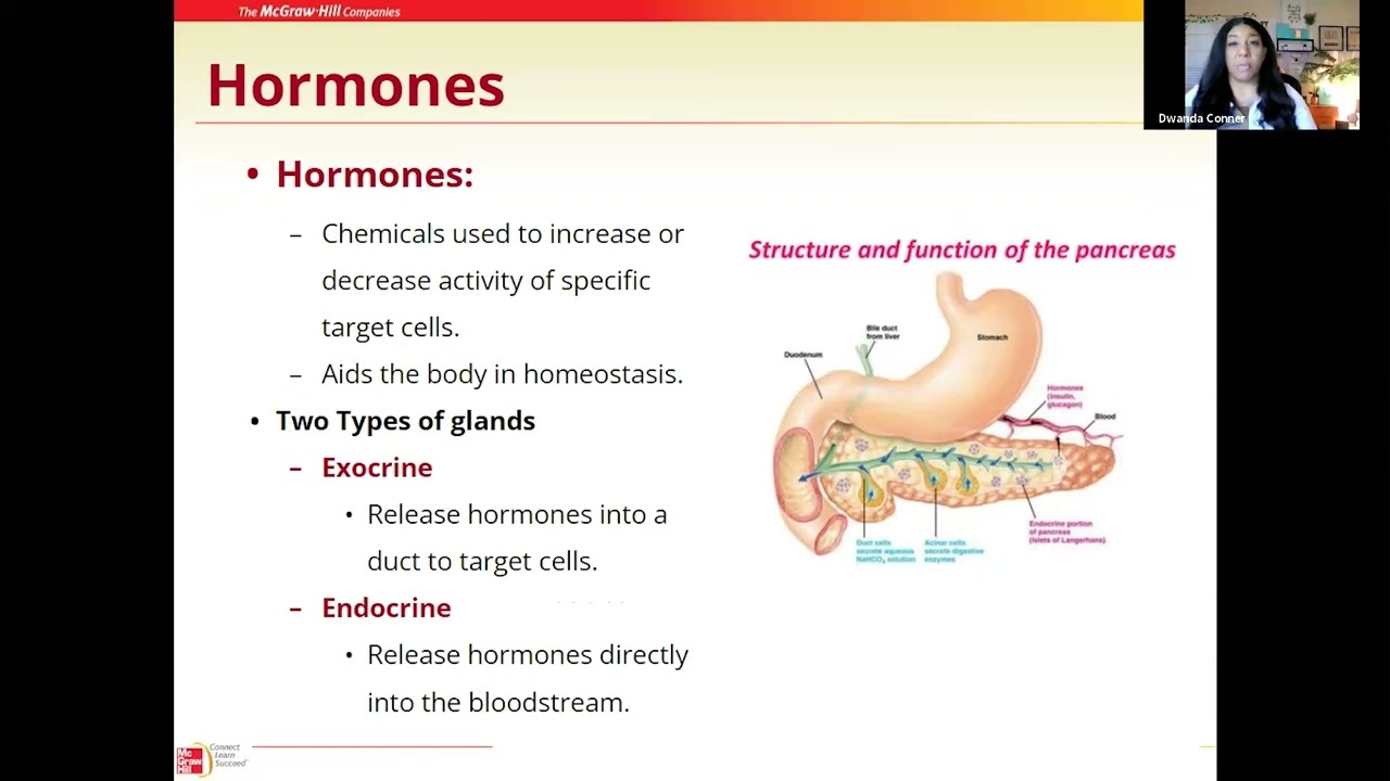 Endocrine System   Introduction 01