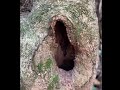 Made By A WoodPecker Let See What S Inside Maybe Squirrel