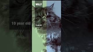 Meet Willy - Detective Purrlock Holmes