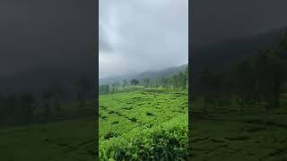 Download lagu kebon teh puncak gunung mas #storywa #quotes #story mp3