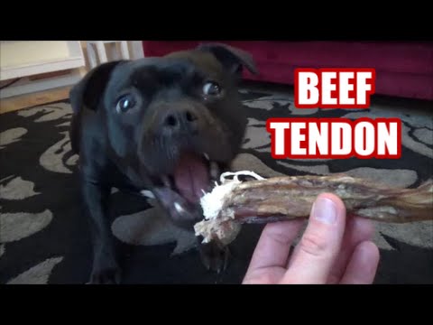 download lagu mp3 mp4 Yummies Beef Chew Sticks, download lagu Yummies Beef Chew Sticks gratis, unduh video klip Yummies Beef Chew Sticks