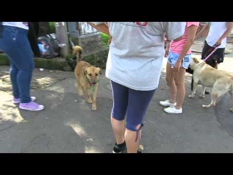 Demostración educación canina