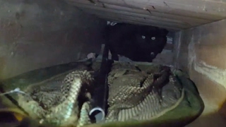 Cat Rescued From Beneath Floorboards