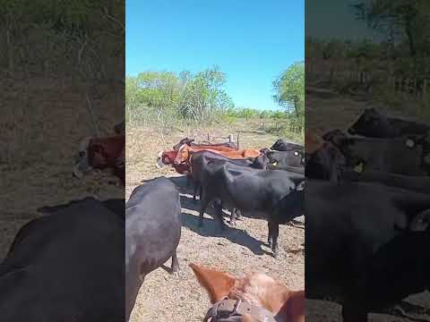 Casnem  80 vacas invernada - Raza brangus negras y coloradas - - Zona villa general Güemes Formosa