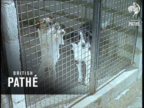 Out Takes / Cuts From Cp 440 - Film Star Animals And Dutch Dance  (1963)