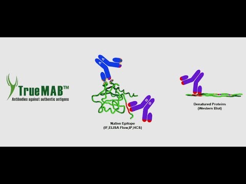 Product Overview: TrueMAB Antibody