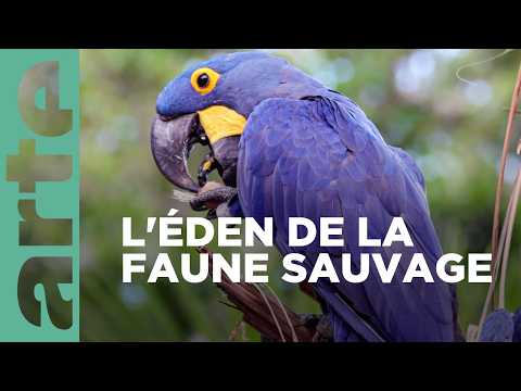Pantanal, l'autre Brésil sauvage | Merveilles de la nature | ARTE Family