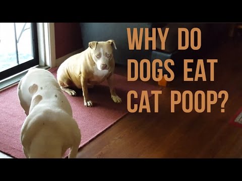 Why Do Dogs/Pitbulls Eat Cat Poo???