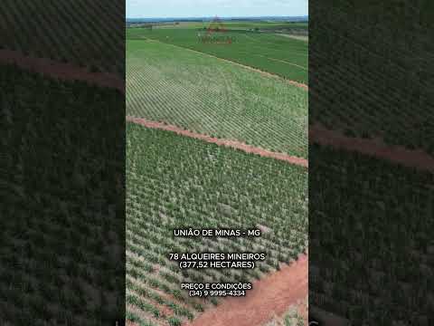 Fazenda à venda em União de Minas  com 78 alqueires mineiros - Triangulo Mineiro - Minas Gerais