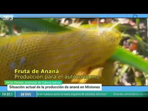 El ananá de Colonia Aurora compite contra el contrabando