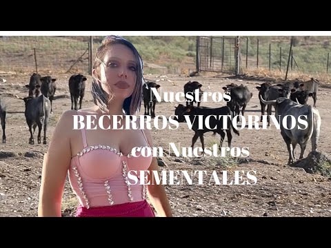 Los BECERROS VICTORINOS y Nuestros SEMENTALES