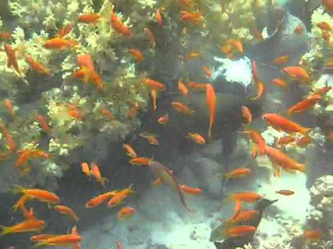 3 Moray eels fight over trevally kill