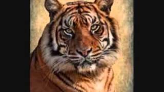 DETROITS EMERALDS   ....   WHAT'S THE DEAL    ....