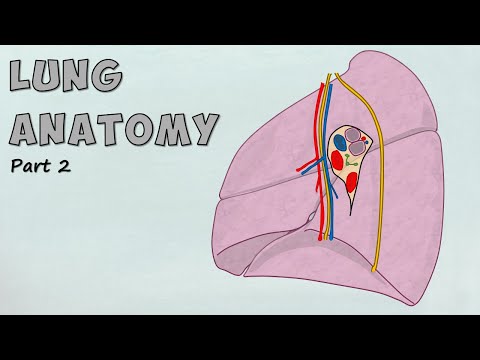 Lung Hilum Anatomy Made Easy | Mediastinal Relations & Lung Root (Lung Series Part 2)