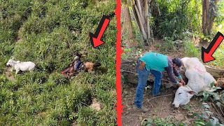LEVAMOS UMA QUEDA FEIA NA CAPTURA DA NOVILHA DOENTE! Mais um livramento🙌