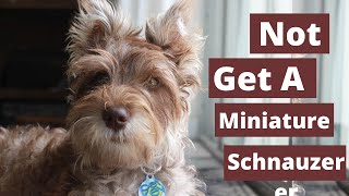 Why you Shouldn't get a Miniature Schnauzer ( 6 Reasons )