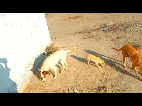 Three dogs with cute baby