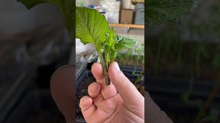 Download lagu How to take Dahlia Cuttings ✂️🌱 #cutflowers #flowerfarmer #dahlias mp3