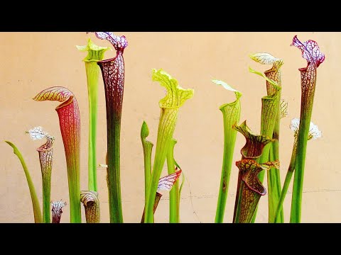 Саррацения: популярные виды, как ухаживать за цветком