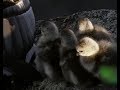 Chick Jumps Off Cliff CCTV English
