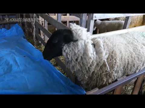 Customary spring sheep-shearing in Shibecha 20210509