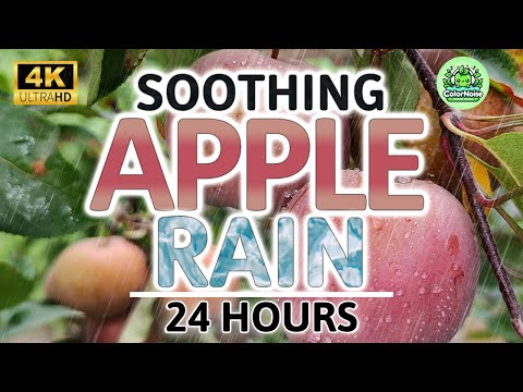 Soothing Apple Rain Noise | 24 Hours BLACK SCREEN | Study, Sleep, Tinnitus Relief & Focus