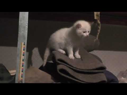 №7. Кошки -  египетское чудо совершенства. нояб. 20.11.2018