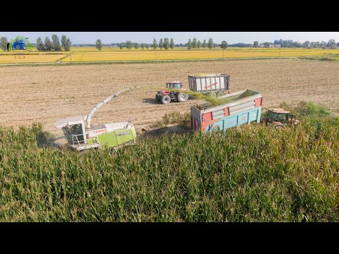 Claas Jaguar 890 - Case - Claas - New Holland | Trinciato 2021 | agriteam323