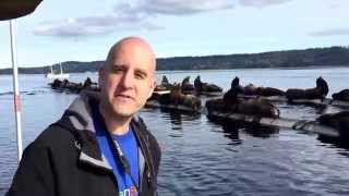 preview picture of video 'These sea lions are loud! Fanny Bay. #explorebc #explorevancouverisland'
