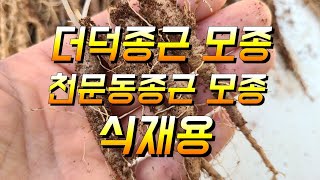 천문동종근 더덕종근 식재용 소개 모종심는 시기