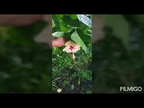 different hibiscus flowers 🌺