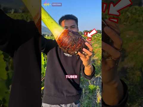 Plant Taro Easily !?Perfect for Beginners! #farming #statisfying #agriculture #facts #tips #country