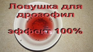 Из чего сделать приманку для мошек