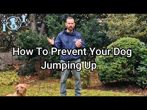 101 Dog Solutions video.