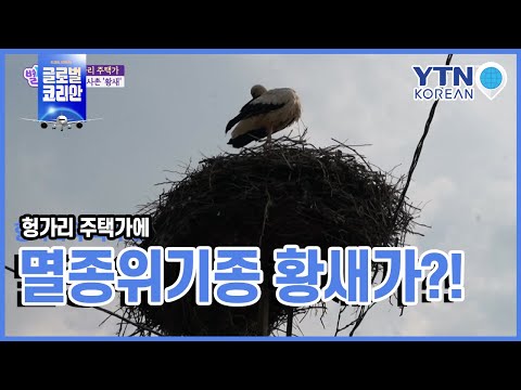 헝가리 주택가에 멸종 위기종 황새가?! / YTN KOREAN 헝가리 주택가에 멸종 위기종 황새가?! / YTN KOREAN