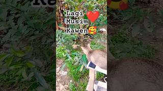 Download lagu Cupper diAjakin Kawen🙀😘😍🥰📸🎬#rumoehmioeng #mioengoyen #cat #shorts #cats #short #catshorts #shortcat😎 mp3
