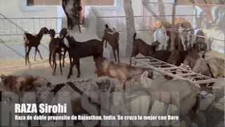 preview picture of video 'La cria de cabras | Granja Qureshi, Fatehpur de Rajasthan INDIA'