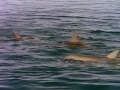 Documentary Nature - Private Lives of Dolphins