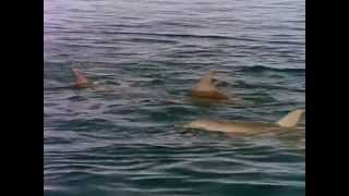 Dolphin cards A rare glimpse into the private lives of dolphins with amazing scientific evidence..