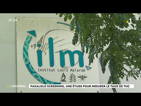 Le pakalolo local étudié en profondeur