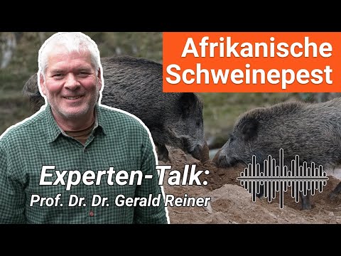 Afrikanische Schweinepest (ASP) - Jagdtalk der Jagd-Podcast (Audio) zur Afrikanischen Schweinepest