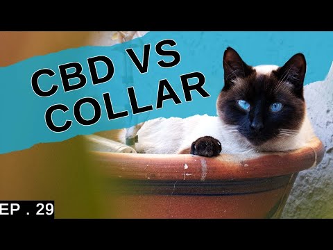 Which is better? Calming collar vs CBD (Interesting results)
