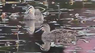 preview picture of video 'Lake Dulverton, Tasmania.  A collection of waterfowl. HD'