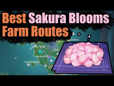 Best Sakura Blooms Farm Routes/Locations - [Genshin Impact 2.0]